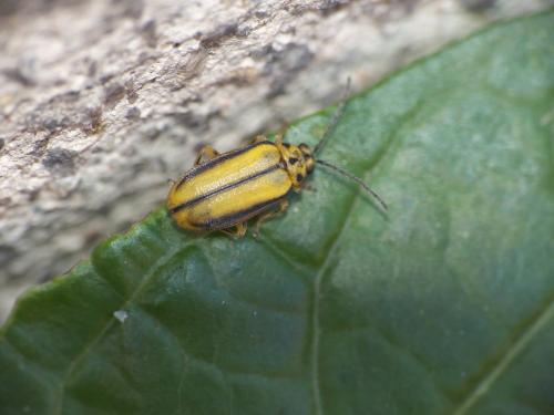 Réf. 262 839 : Xanthogaleruca luteola